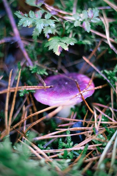 Close-Up Photograph of a Purple Mushroom on the Ground