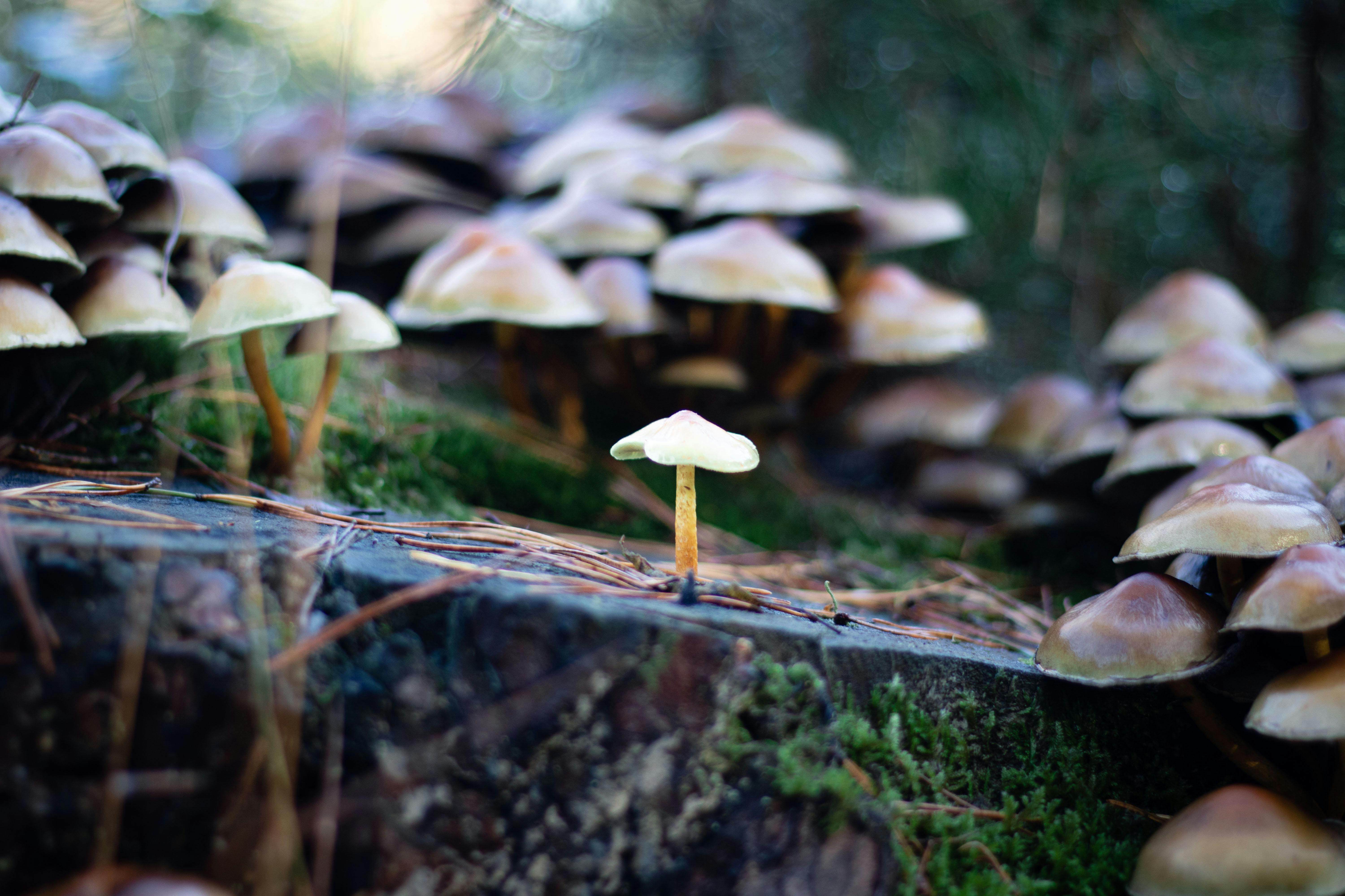 A detailed close-up of wild mushrooms growing on a forest floor, surrounded by moss.