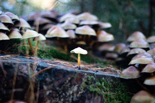 Free A detailed close-up of wild mushrooms growing on a forest floor, surrounded by moss. Stock Photo