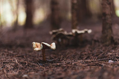 Free Mushroom on Brown Sticks Stock Photo