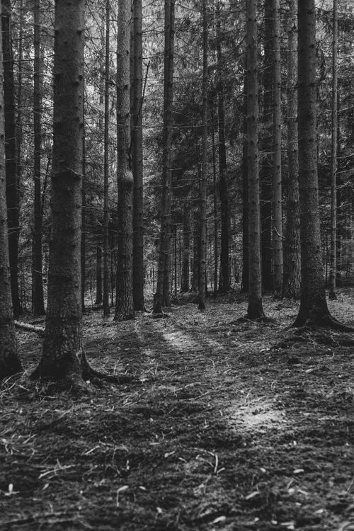 Free A tranquil black and white photo of a dense forest with tall trees and soft light. Stock Photo