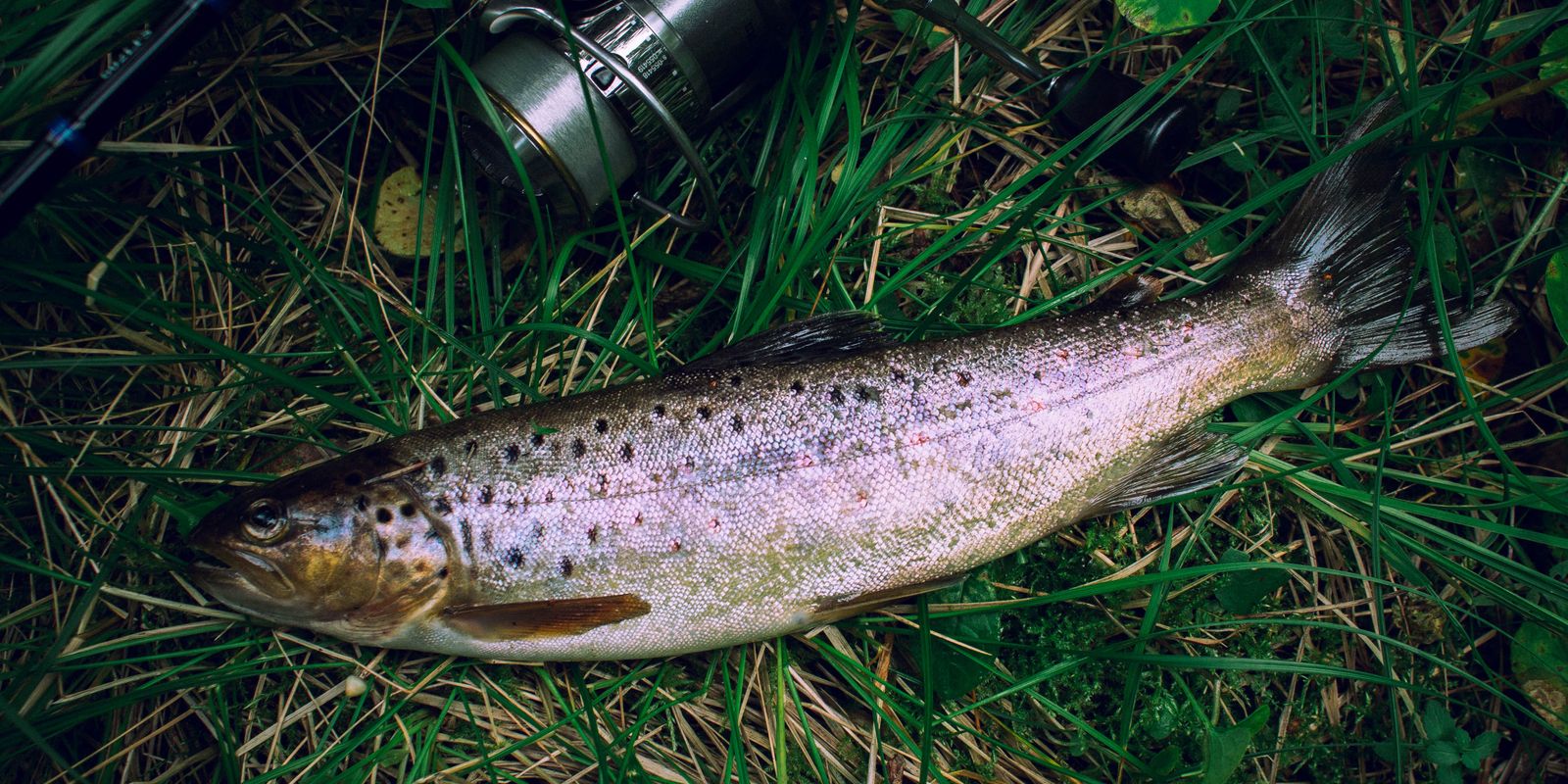 A brown trout beside a fishing rod on the grass