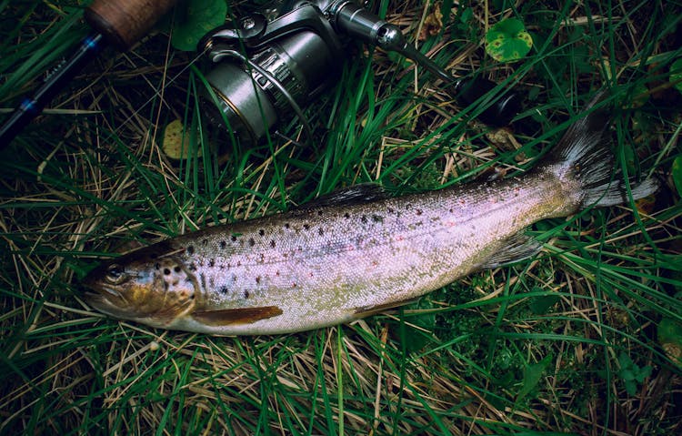 Photograph Of A Trout On Green Grass