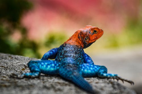 Free Lizard in Close Up Photography Stock Photo
