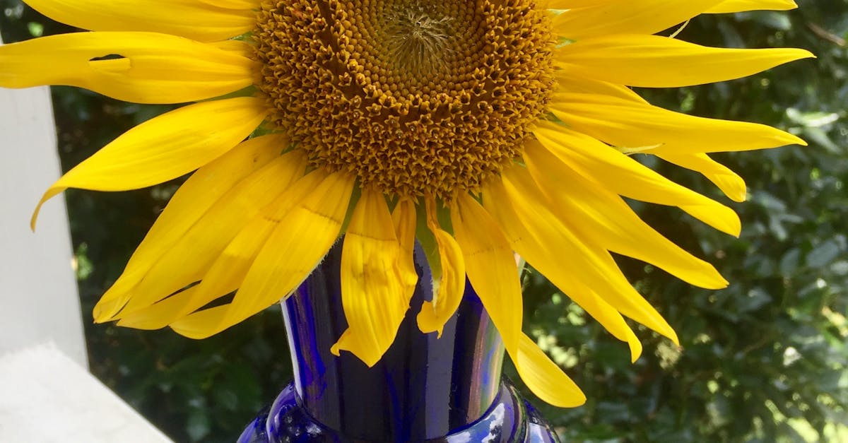 Free stock photo of sunflower