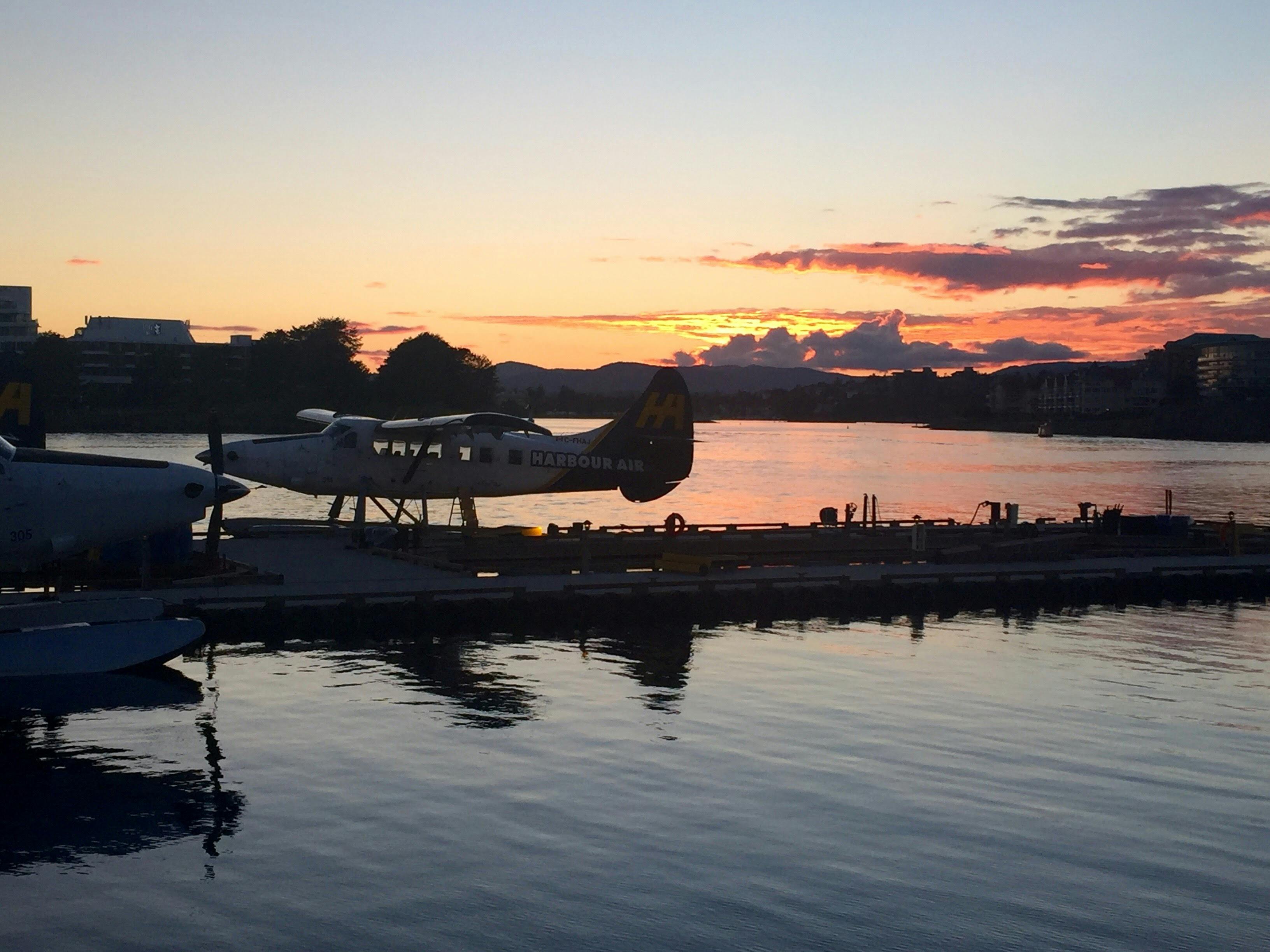 Free stock photo of sitka