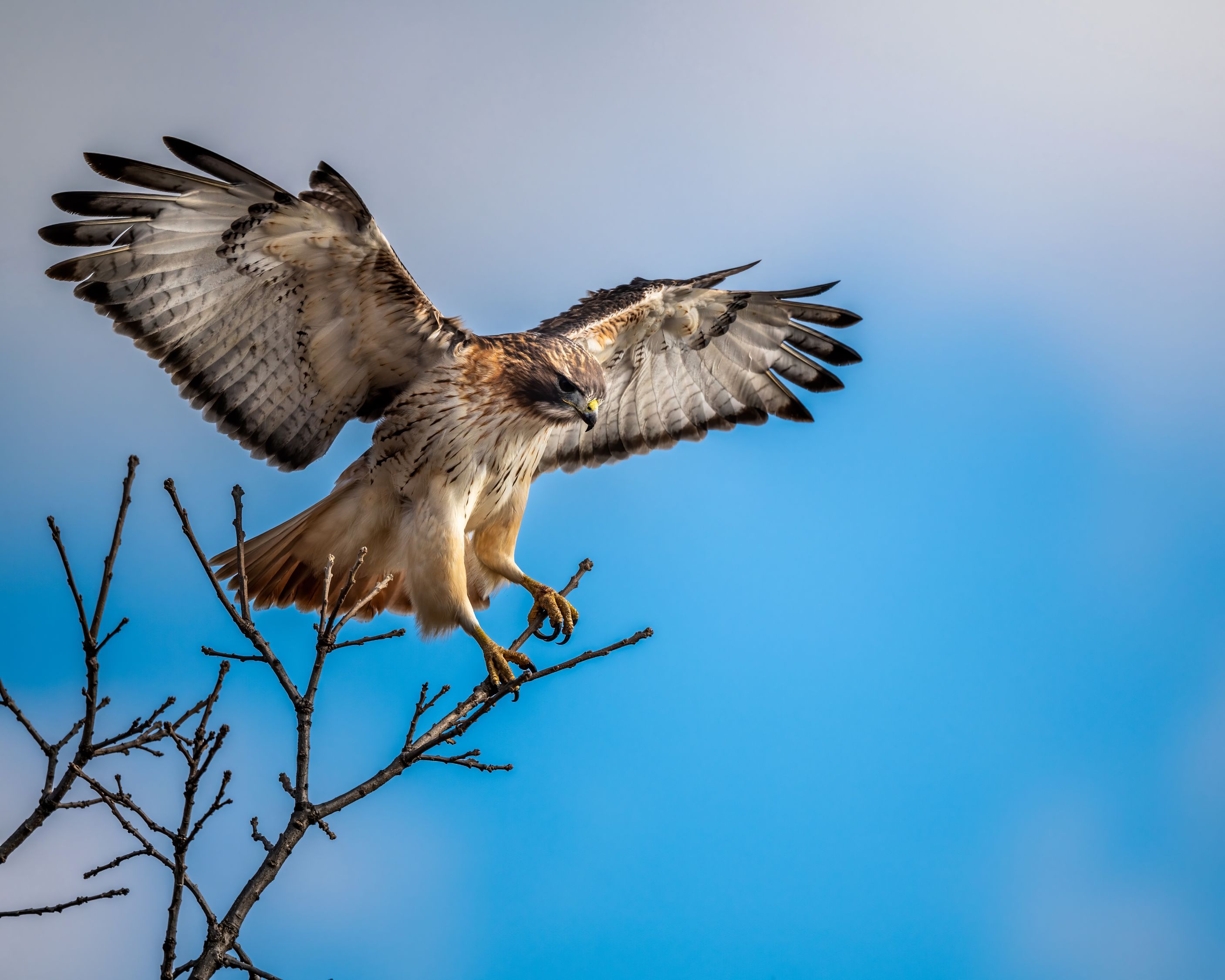 Hawk with spread wings sitting on leafless tree branch · Free Stock Photo