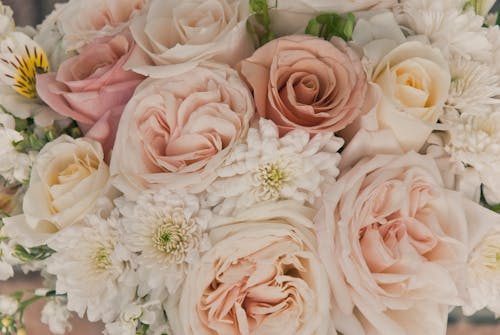 bezplatná Základová fotografie zdarma na téma bílé květy, bílé růže, detail Základová fotografie