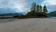 Green Pine Trees on Brown Sand Under White Clouds and Blue Sky