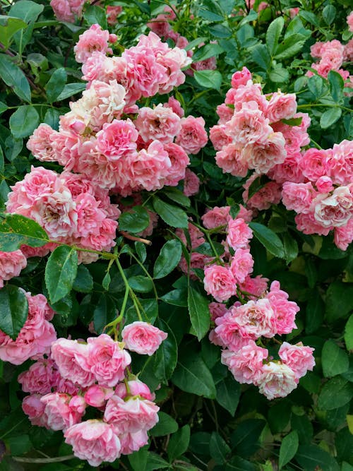 Gratis Immagine gratuita di fiori rosa, flora, fotografia di fiori Foto a disposizione