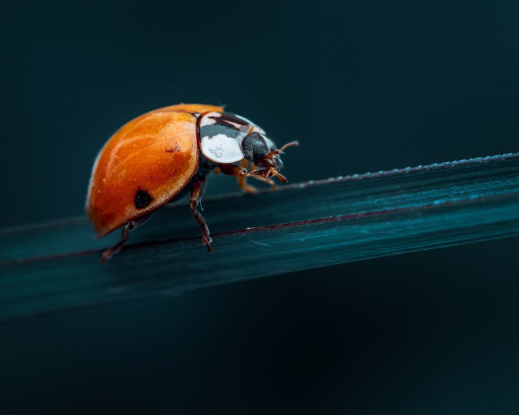 Cute Ladybug Sitting On Plant Leaf In Evening Garden