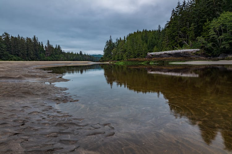 Green Trees Near A River