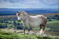 White Pony on a Mountain