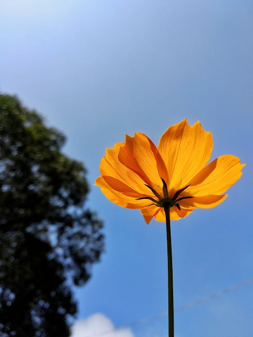 Bright orange flower on thin stem
