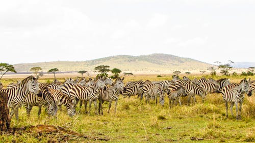Foto profissional grátis de acampamento serengeti na tanzânia, África, animais