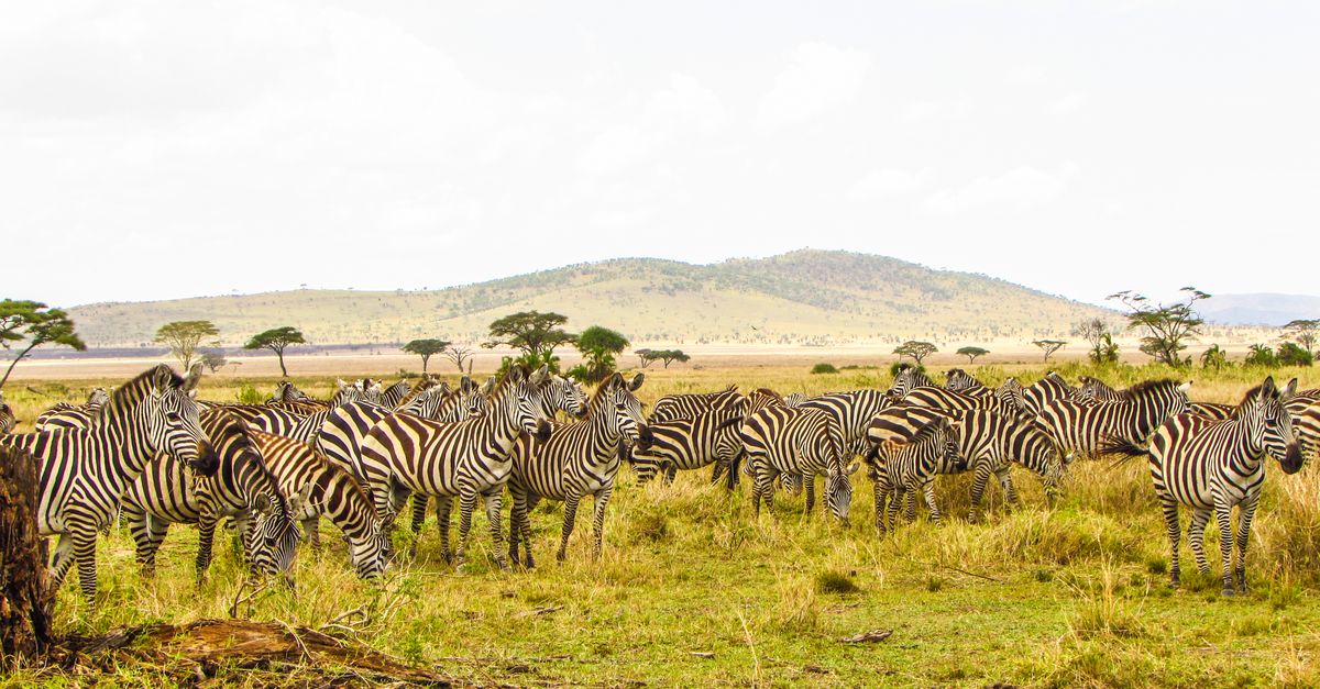 Tanzania