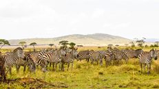 A Dazzle of Zebras in Serengeti National Park