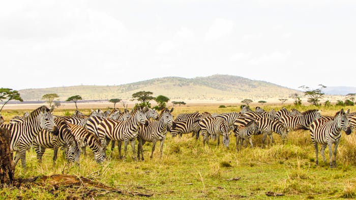 Dazzle of zebras grazing across Serengeti National Park, Tanzania
