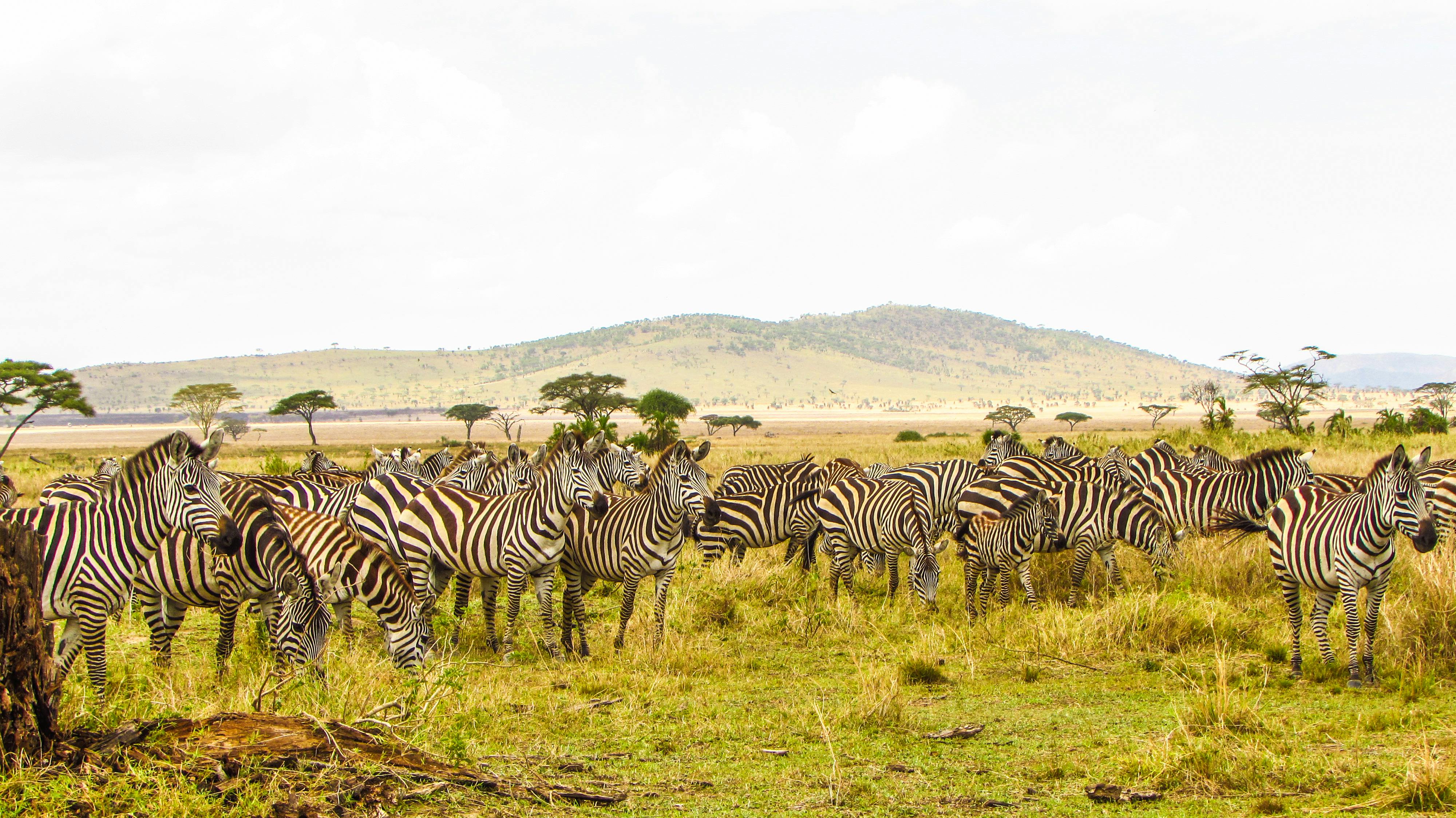 Tanzania Safari Photos, Download The BEST Free Tanzania Safari Stock Photos  & HD Images