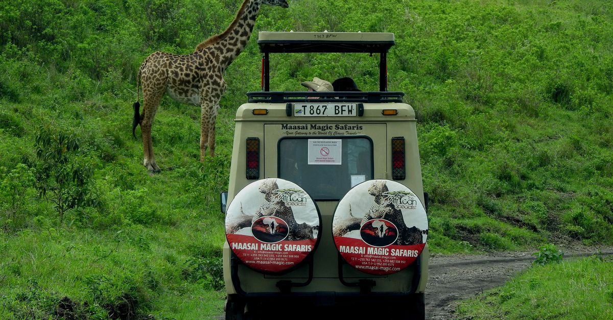 Veículo de safári da Maasai Magic Safaris em estrada de terra na Tanzânia, ao lado de uma girafa na vegetação verde.