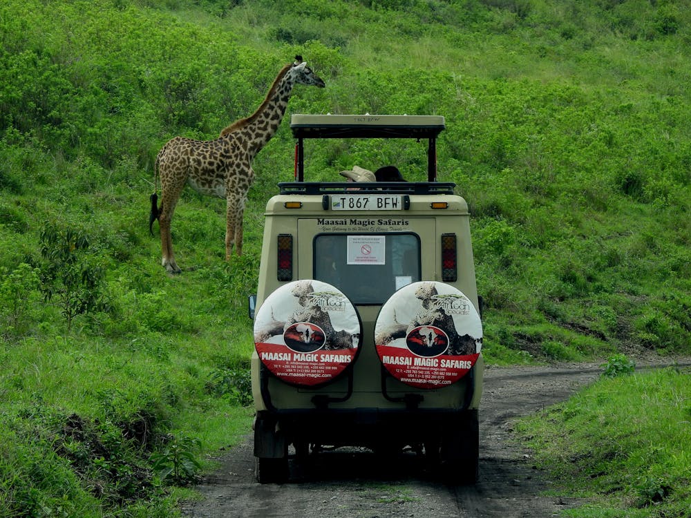 A van traveling across Africa with a view of a giraffe on a green field.