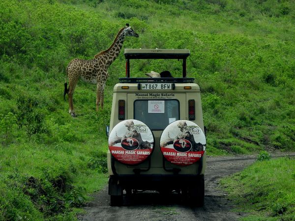 Afternoon open 4x4 safari vehicle game drive