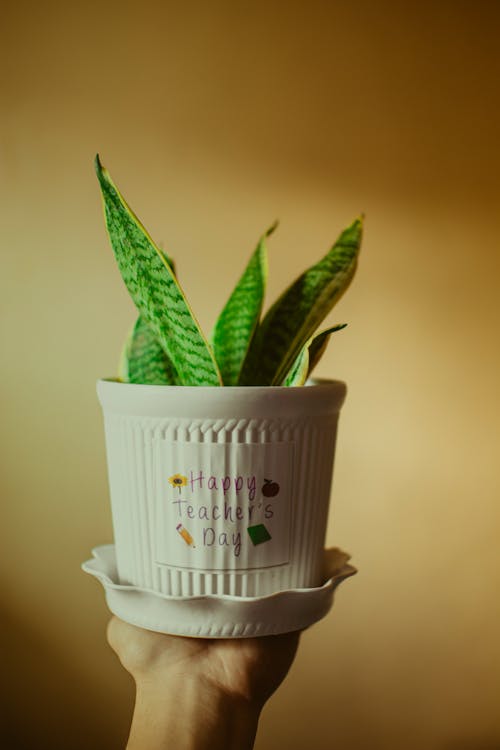 Crop unrecognizable person demonstrating green plant in light flowerpot with Happy teachers day inscription against yellow wall