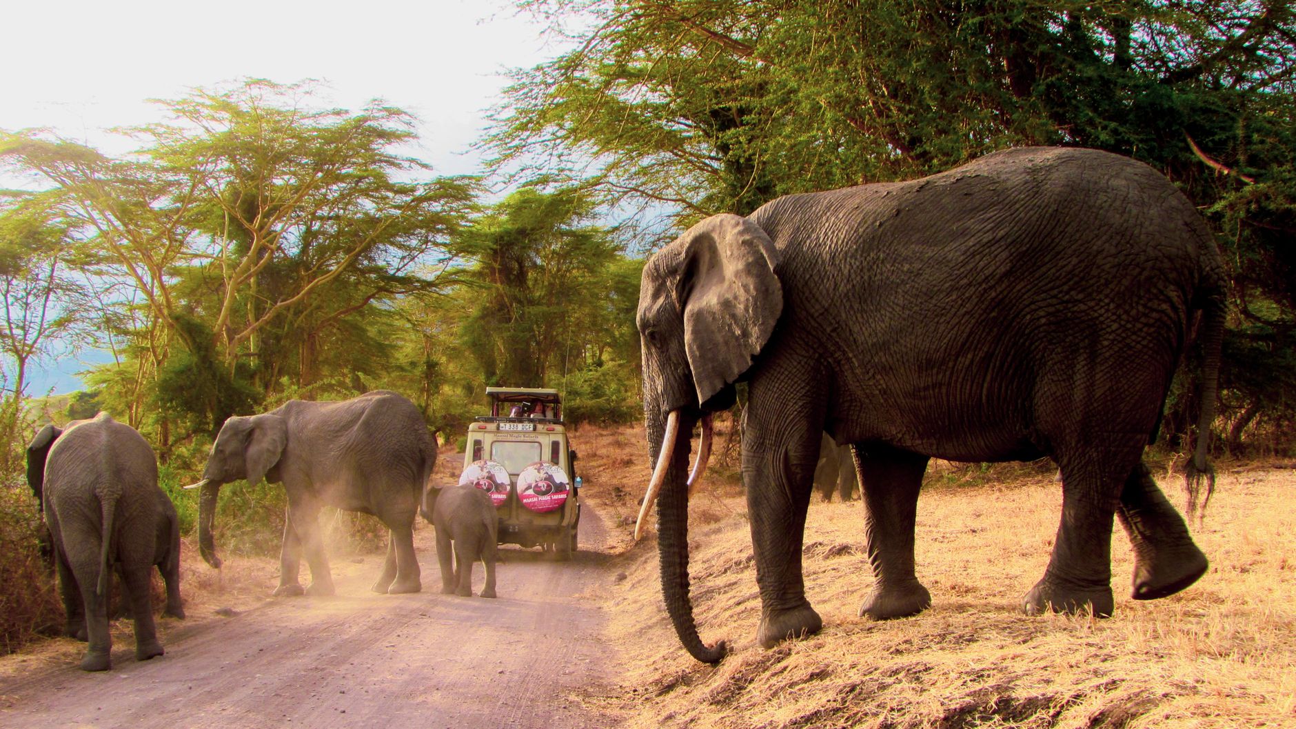Majestic African elephants strolling through a safari trail in Tanzania's Arusha Region.