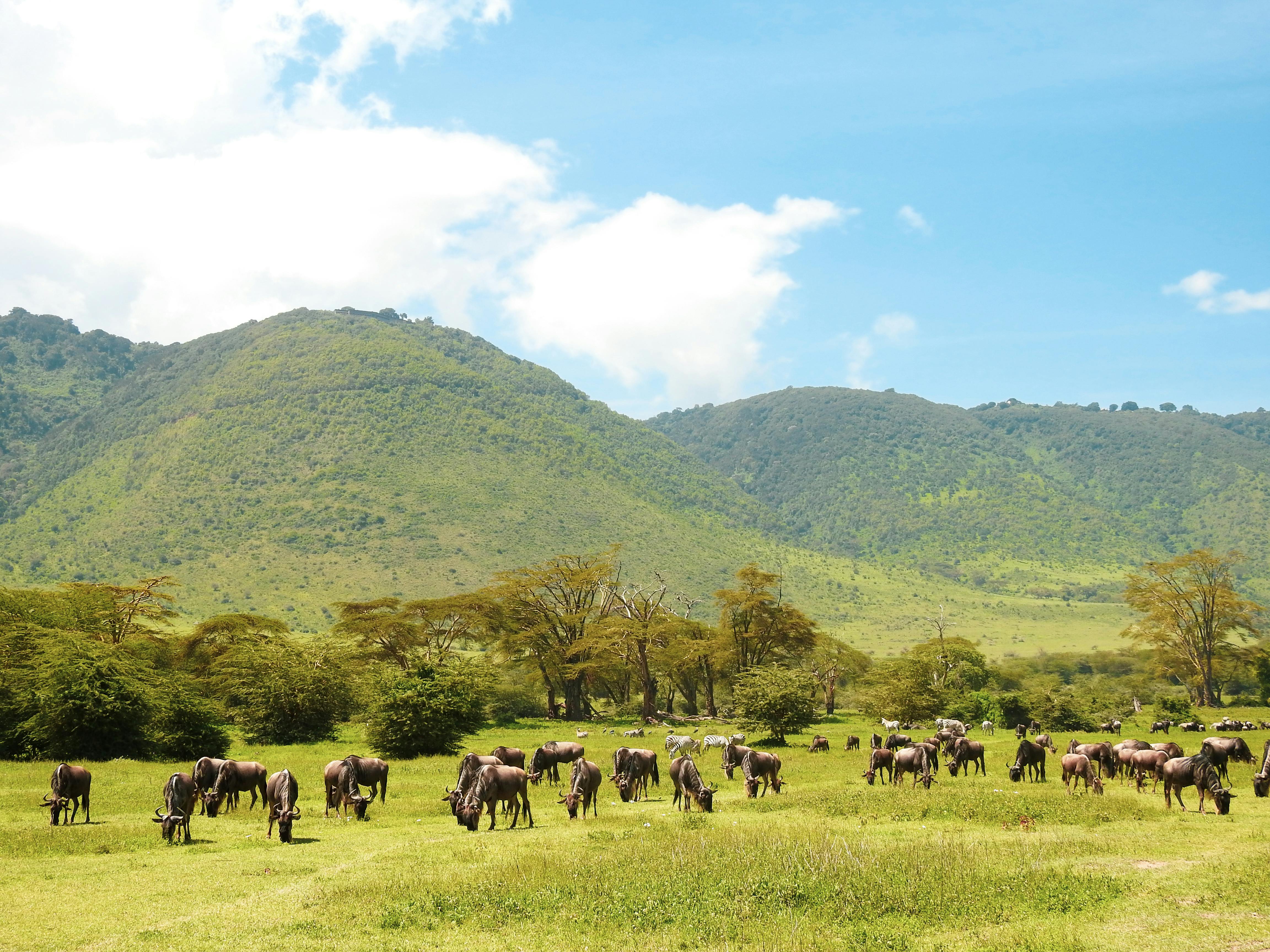 Tanzania Classic