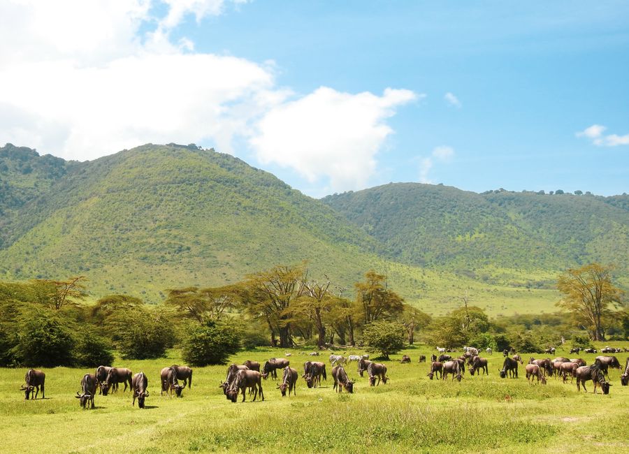 Arusha, Tanzania — sights worth exploring · stay connected with a Arusha eSIM from My Holiday SIM