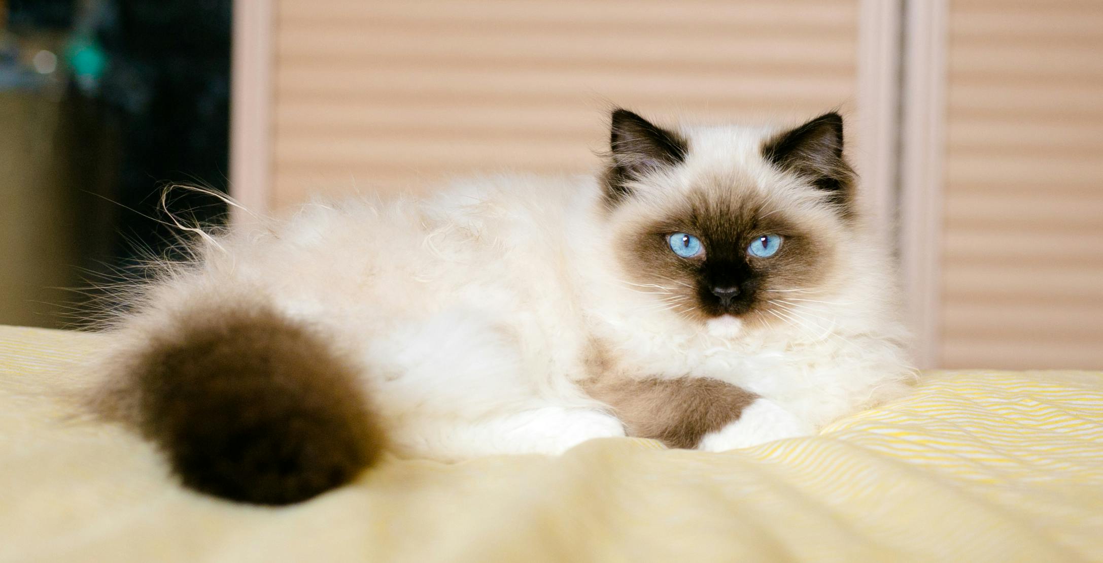 Image result for birman cat