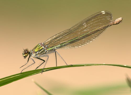 gratis Groene Dragonfly Op Groen Gras Stockfoto
