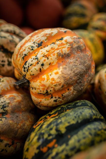 Close-up of colorful pumpkins in Munich market showcasing organic autumn harvest.
