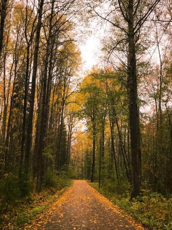 Photo of Dirt Road Surrounded By Trees · Free Stock Photo