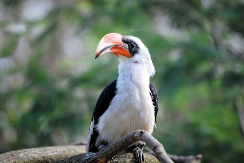 赤くちばしと白と黒の鳥