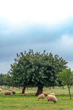 Serene rural scene in Spain with sheep grazing under lush trees on a vibrant meadow.