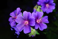 特写镜头中，充满活力的紫色天竺葵花映衬在深色背景上