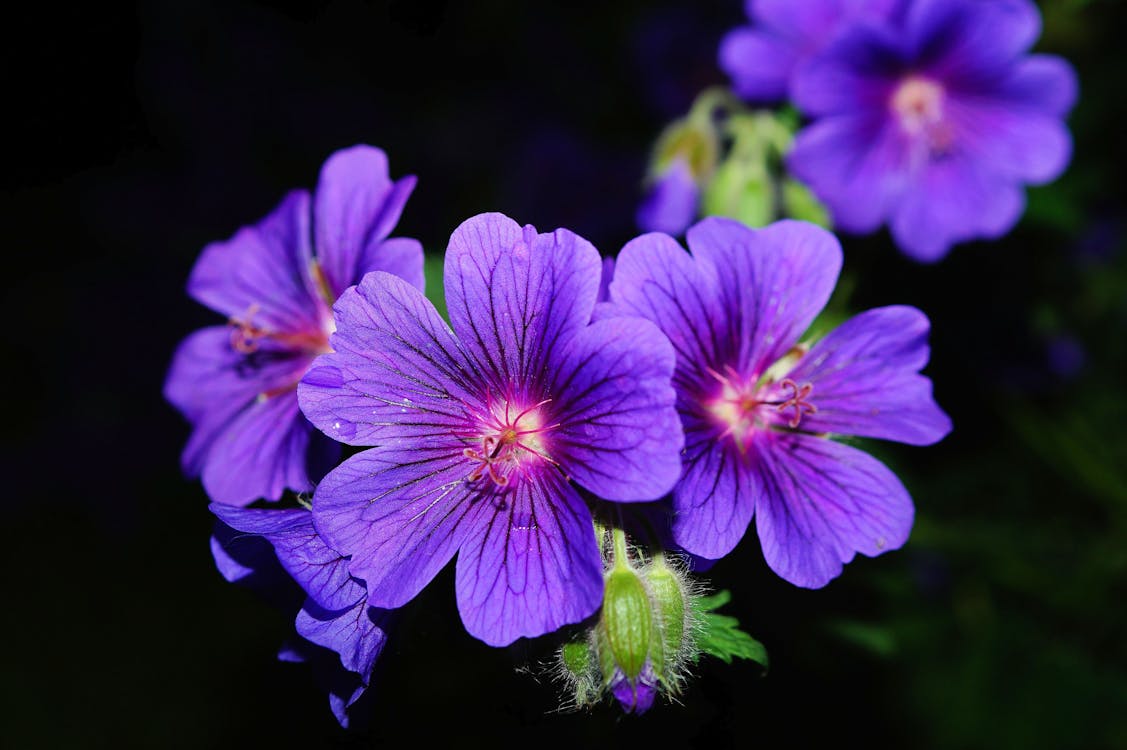 Free Purple 5 Petaled Flower Close Up Photography Stock Photo