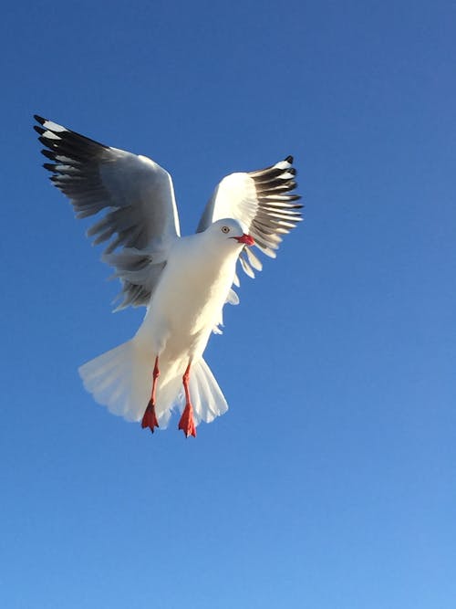 Close-Up Photo of Flying White Bird