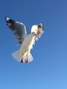Close-Up Photo of Flying White Bird