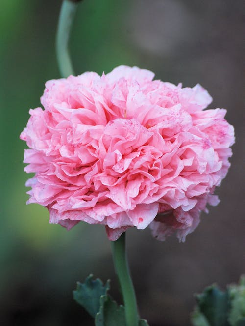Розовый лепесток цветка