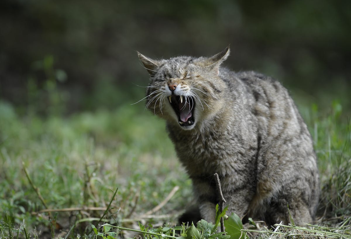 Brown Tabby Cat