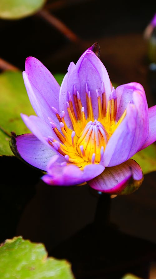 
A Close-Up Shot of a Water Lily