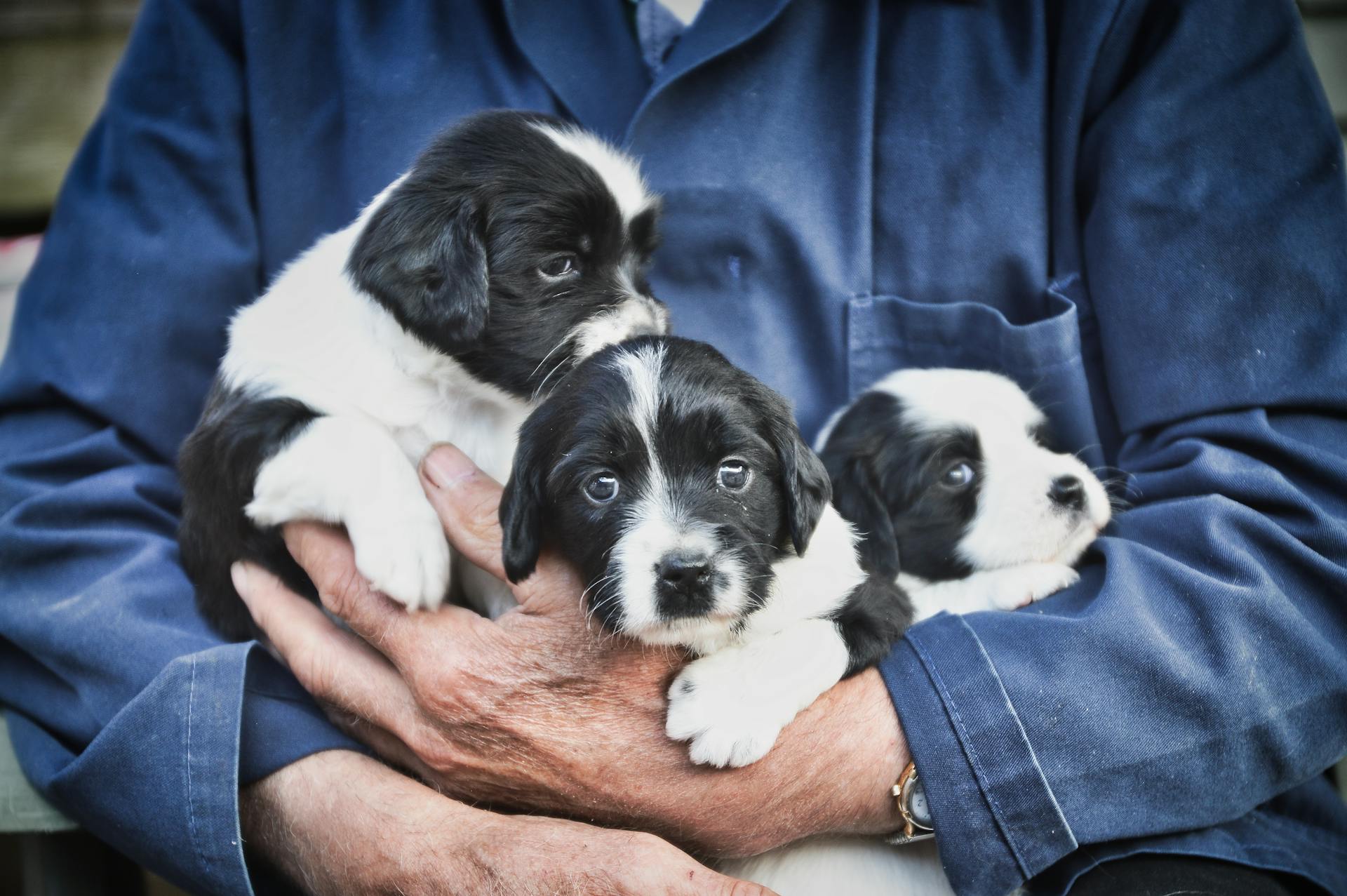 Een persoon die puppy's vasthoudt