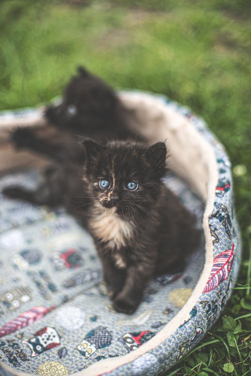 A Close-Up Shot of a Kitten