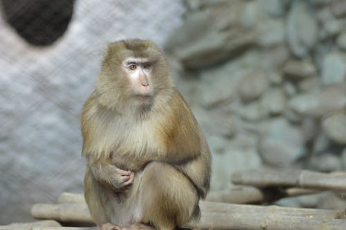 A Close-Up Shot of a Monkey