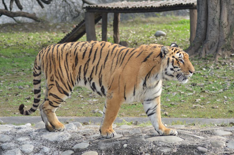 A Bengal Tiger Walking