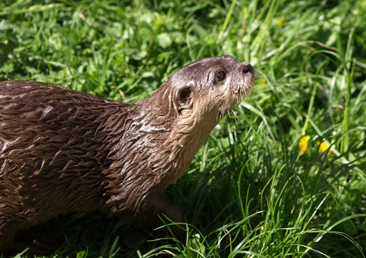 Brown Otter On Green Grass