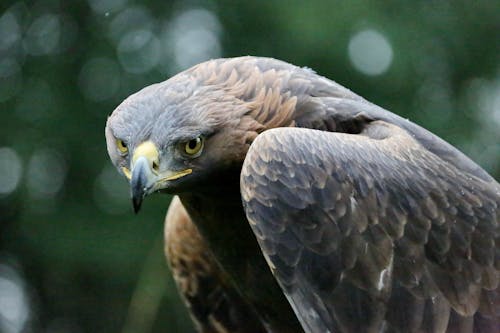 Gratis Fotos de stock gratuitas de águila, animal, de cerca Foto de stock