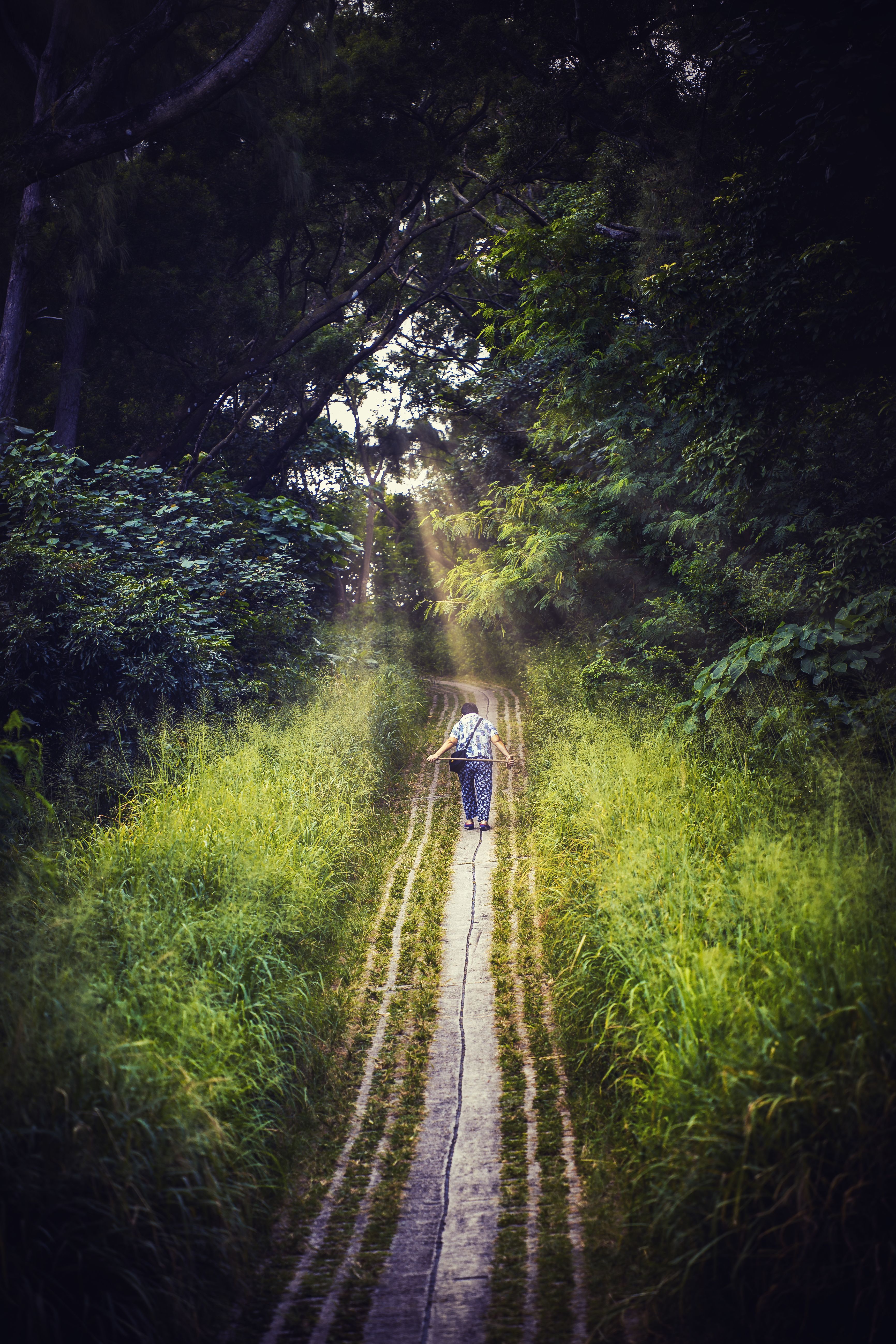 A Person Walking on a Pathway in the Woods · Free Stock Photo